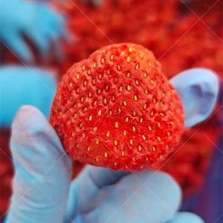 Freeze Dried strawberry